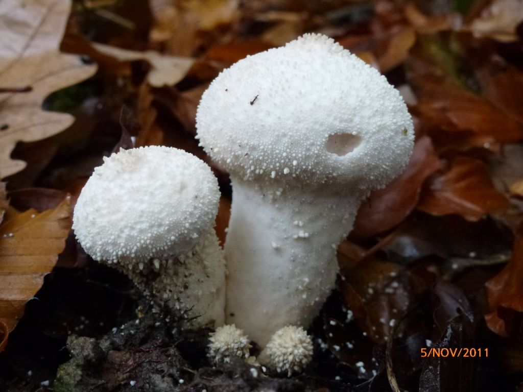 Lycoperdons